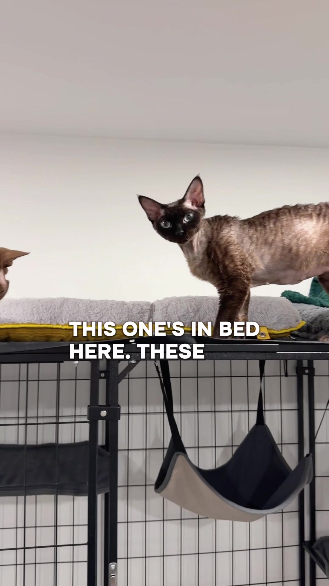@Boba’s Buds Minskin Cats