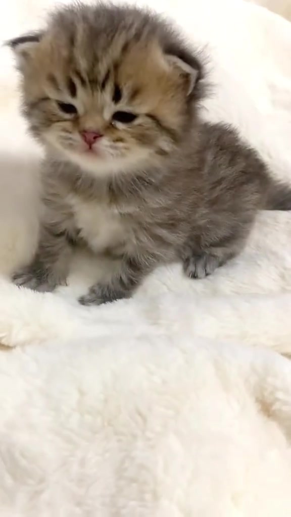@catbosssss