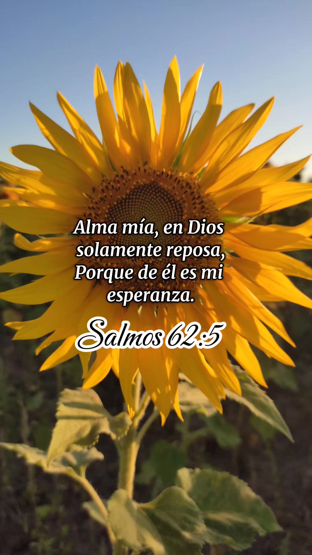 @Perd&oacute;n y Vida