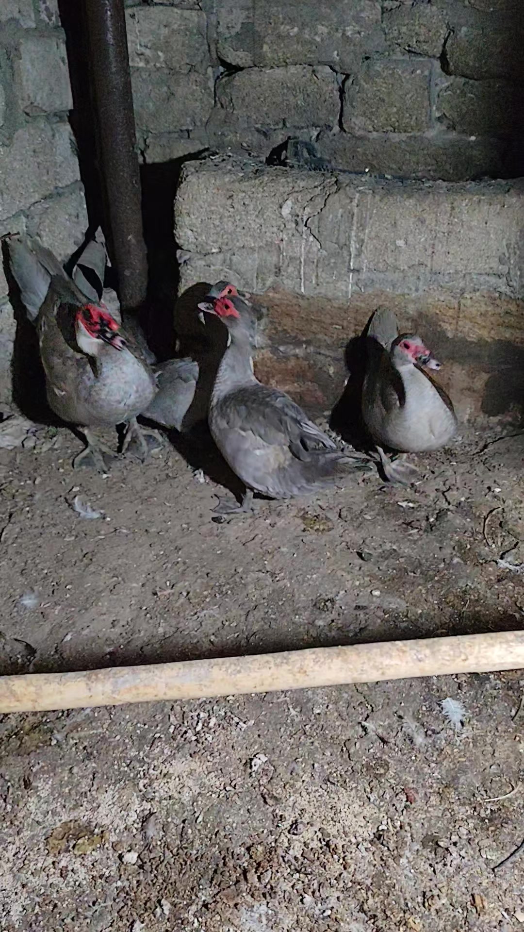 @MAŞTAĞA_QUŞCULUĞ