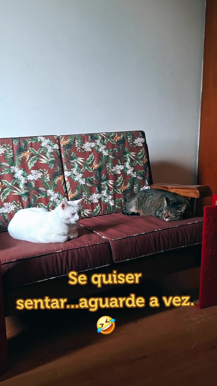 @MagdaAmoAnimais😾🐶🕊🐅🐍🐢🦜