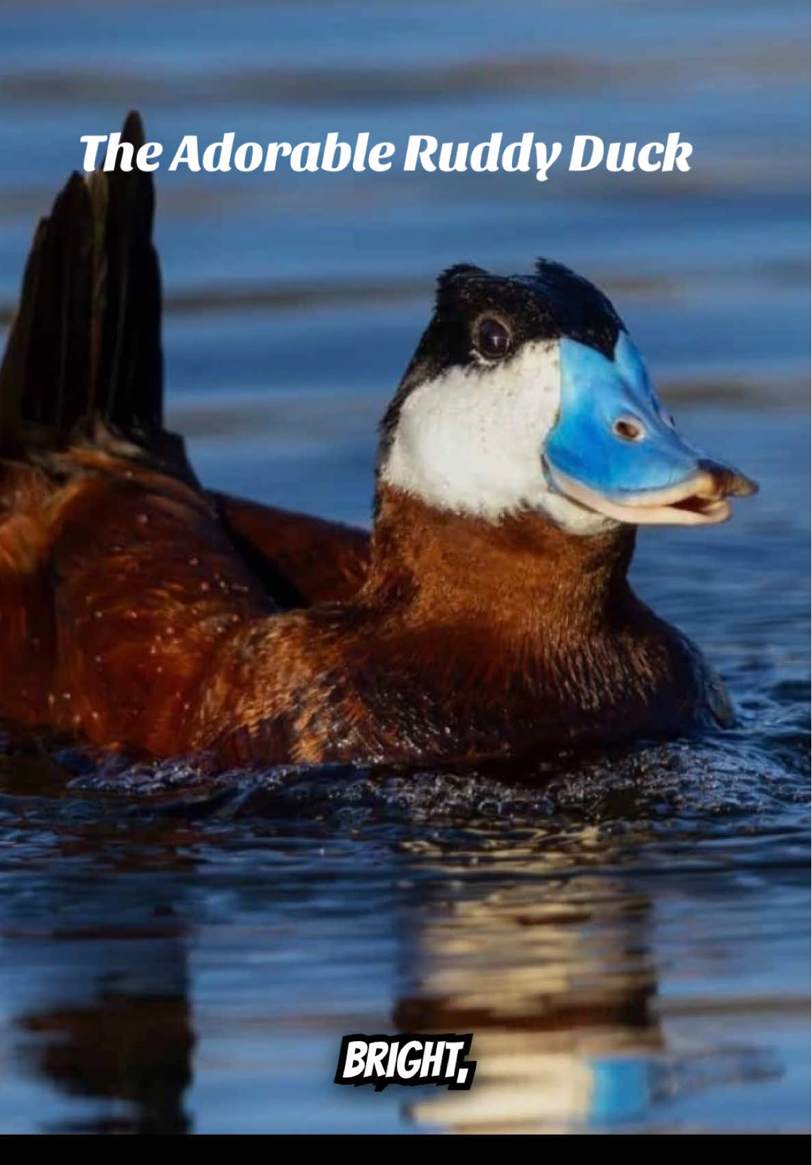 @Unique Bird Facts