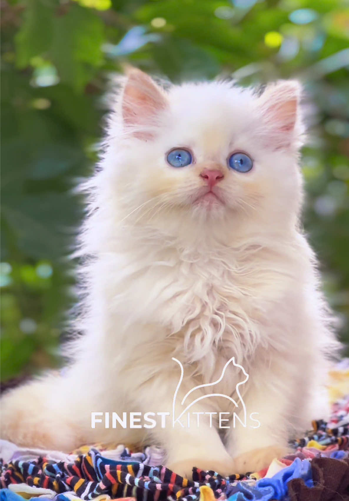 @FinestKittens