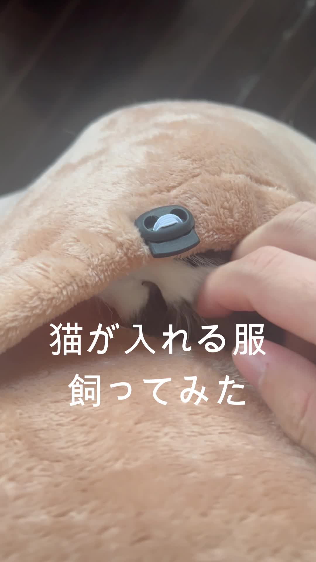 @なつめ友猫帳