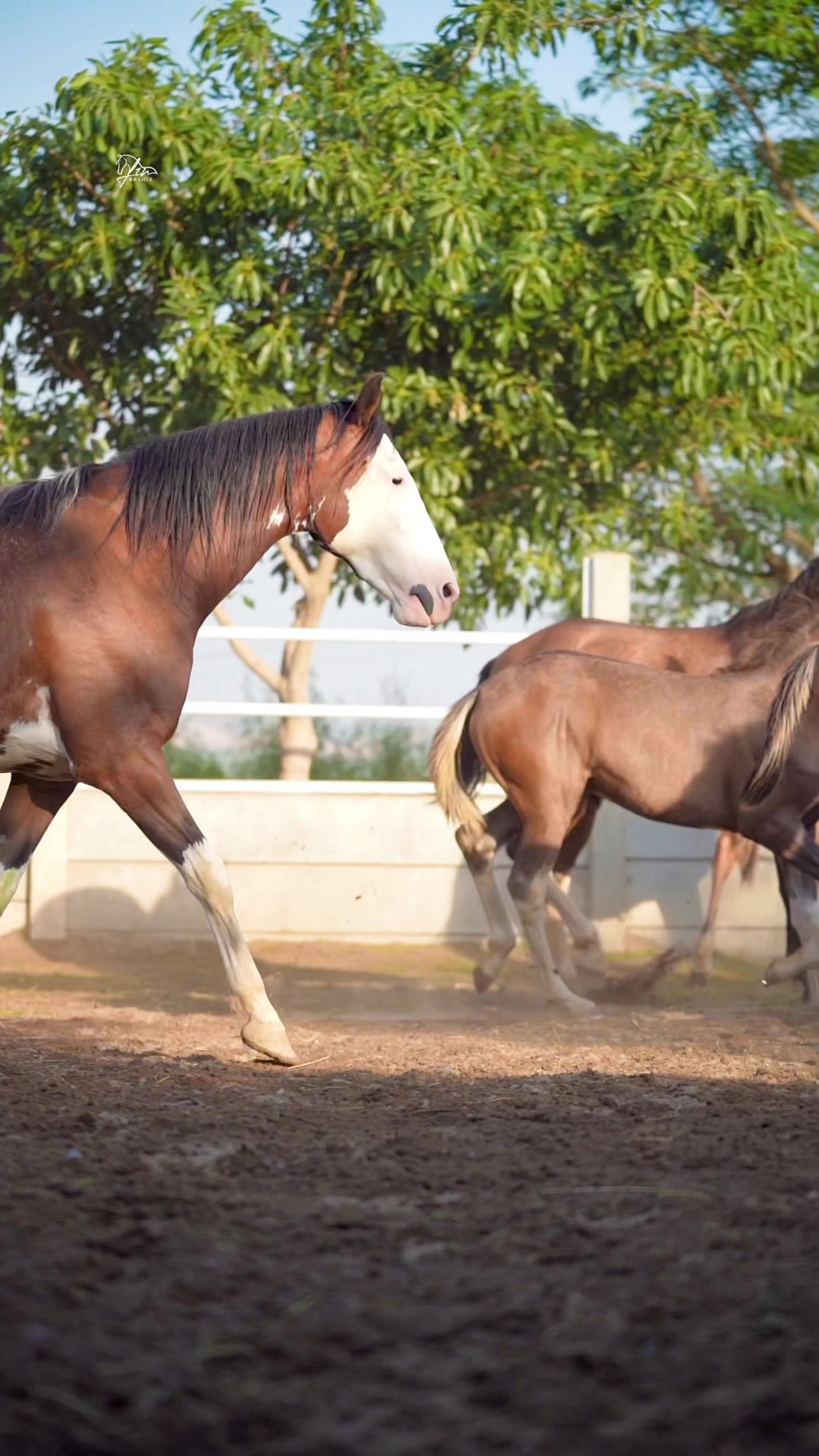 @SUNRISE STUD FARMS RAWALPINDI