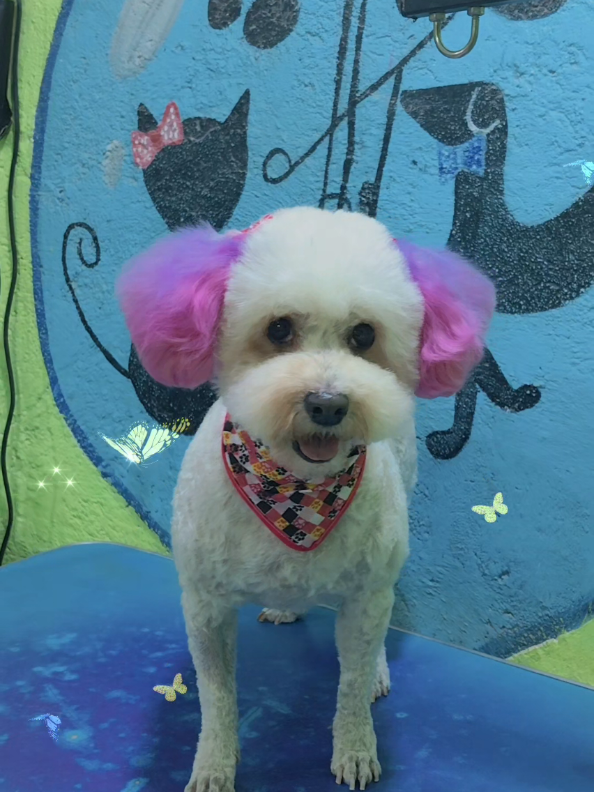 @💈🐾DOG GROOMER🐾💈