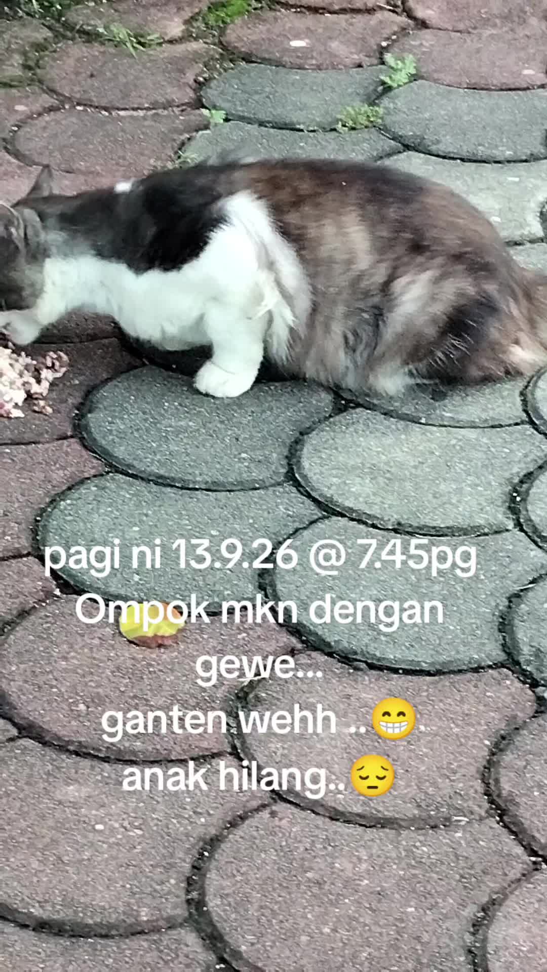 @MaderCats
