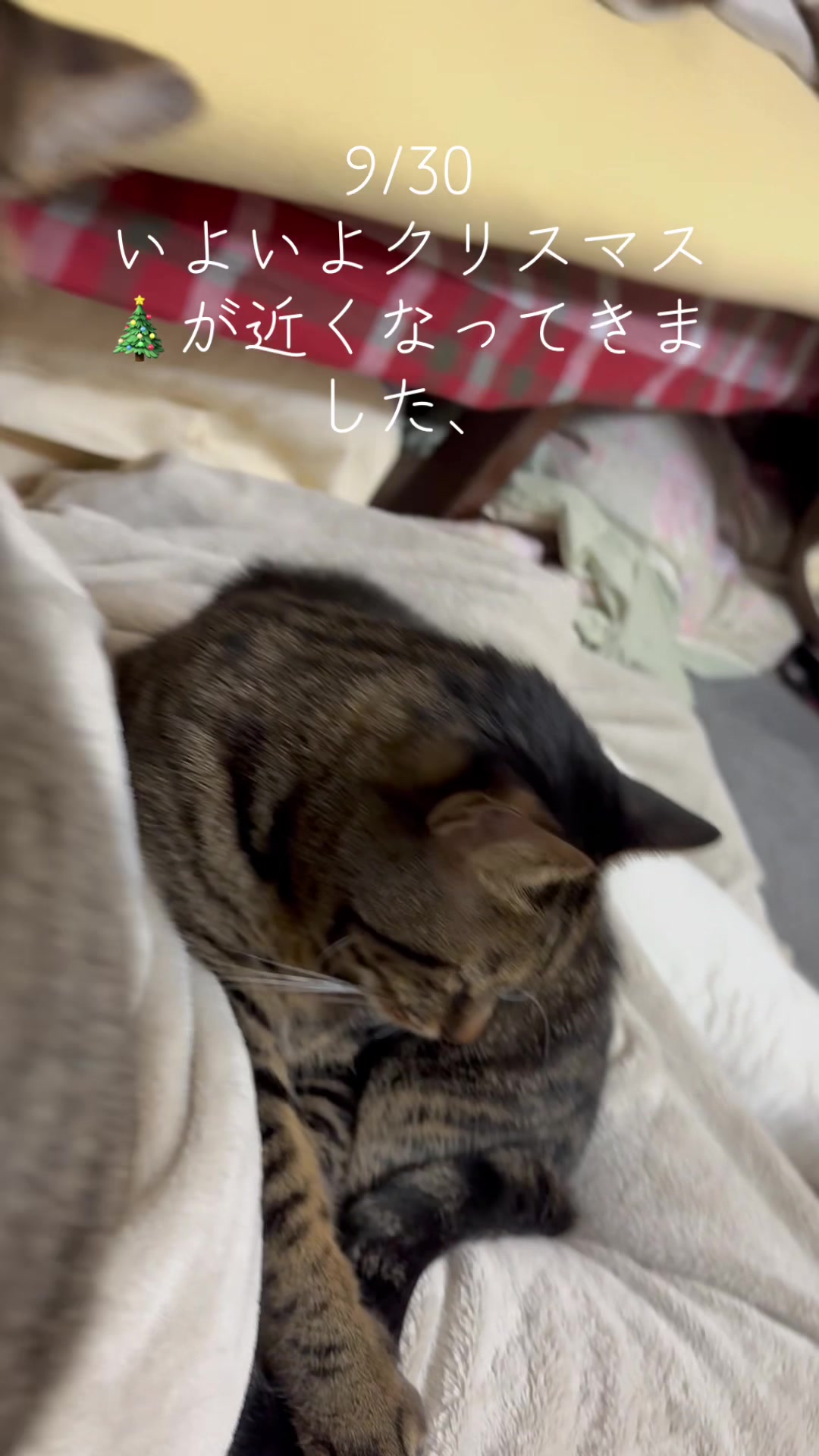 @とのひかる🐾🐈🐈⬛🐾