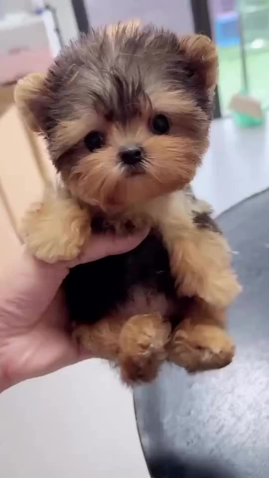 @Teacup puppies