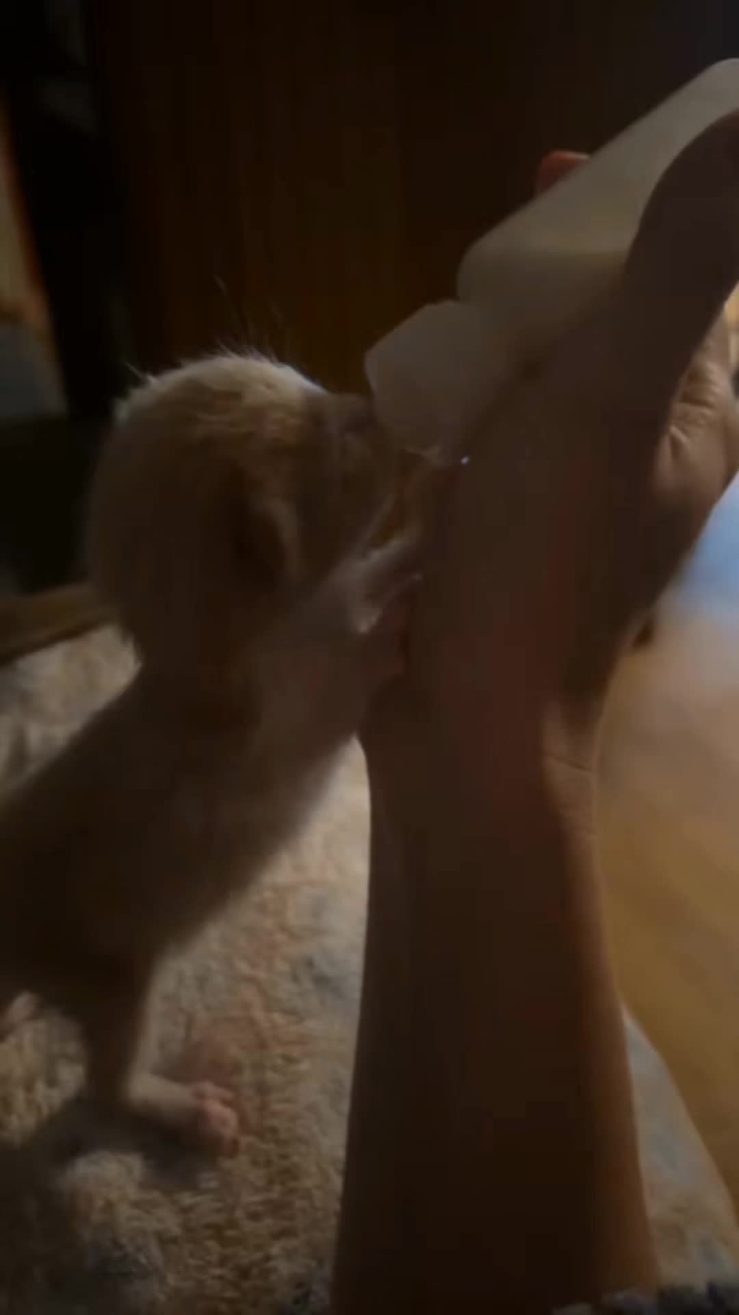 @catnipcrazee