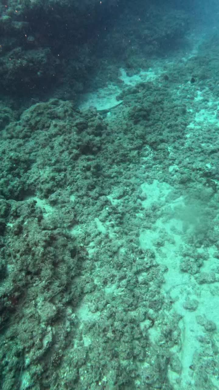 @NORTHCOAST DIVERS