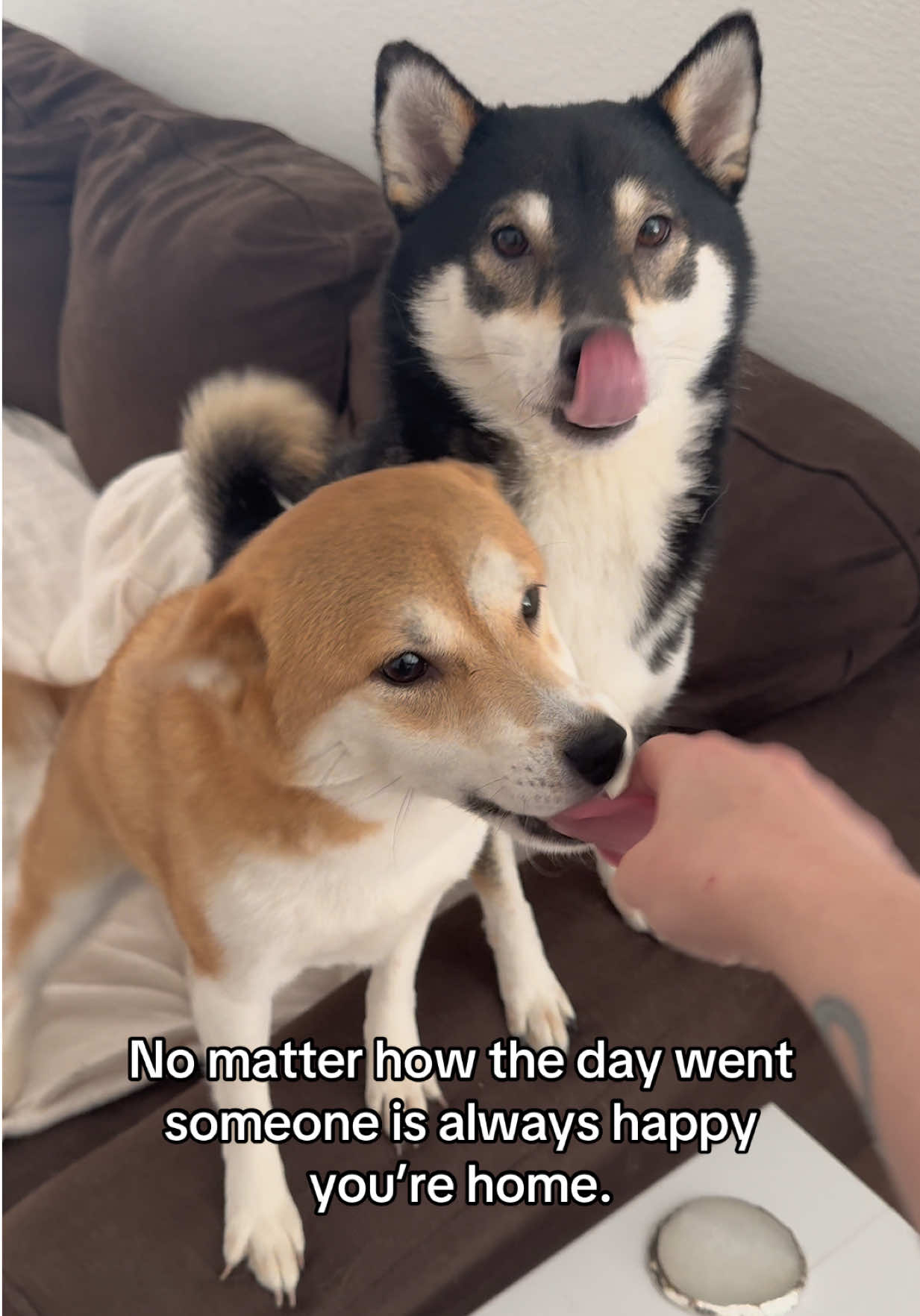 @Flock of Shibas 🐕🐕🐕