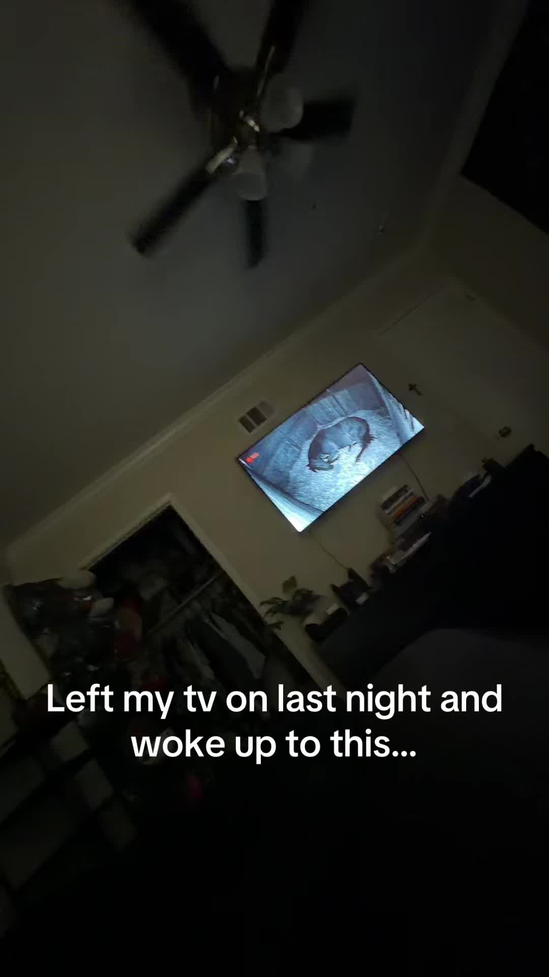@Grayson🦖