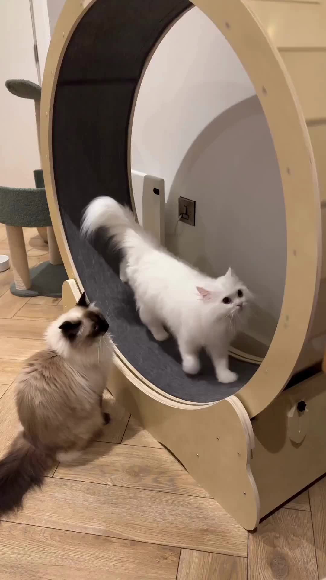 @Aicare Pet Studio