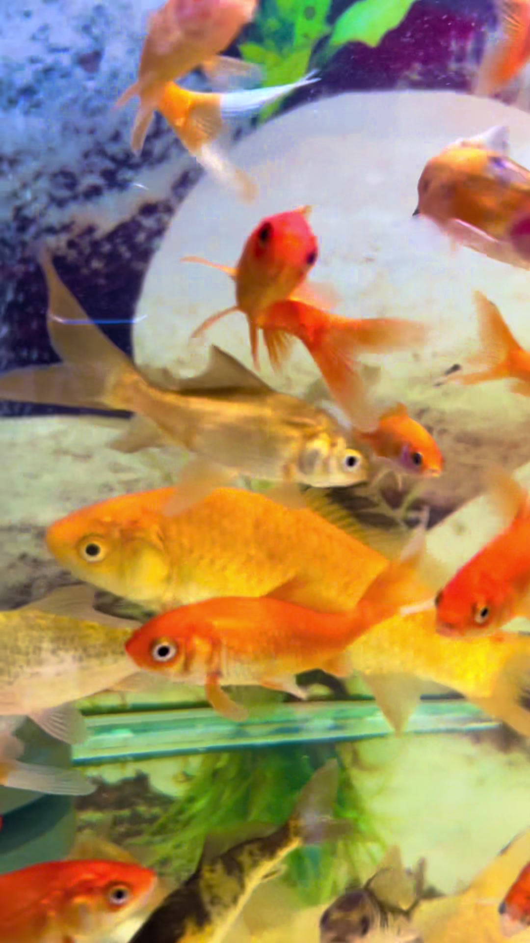 @PET SHOP KRISTI