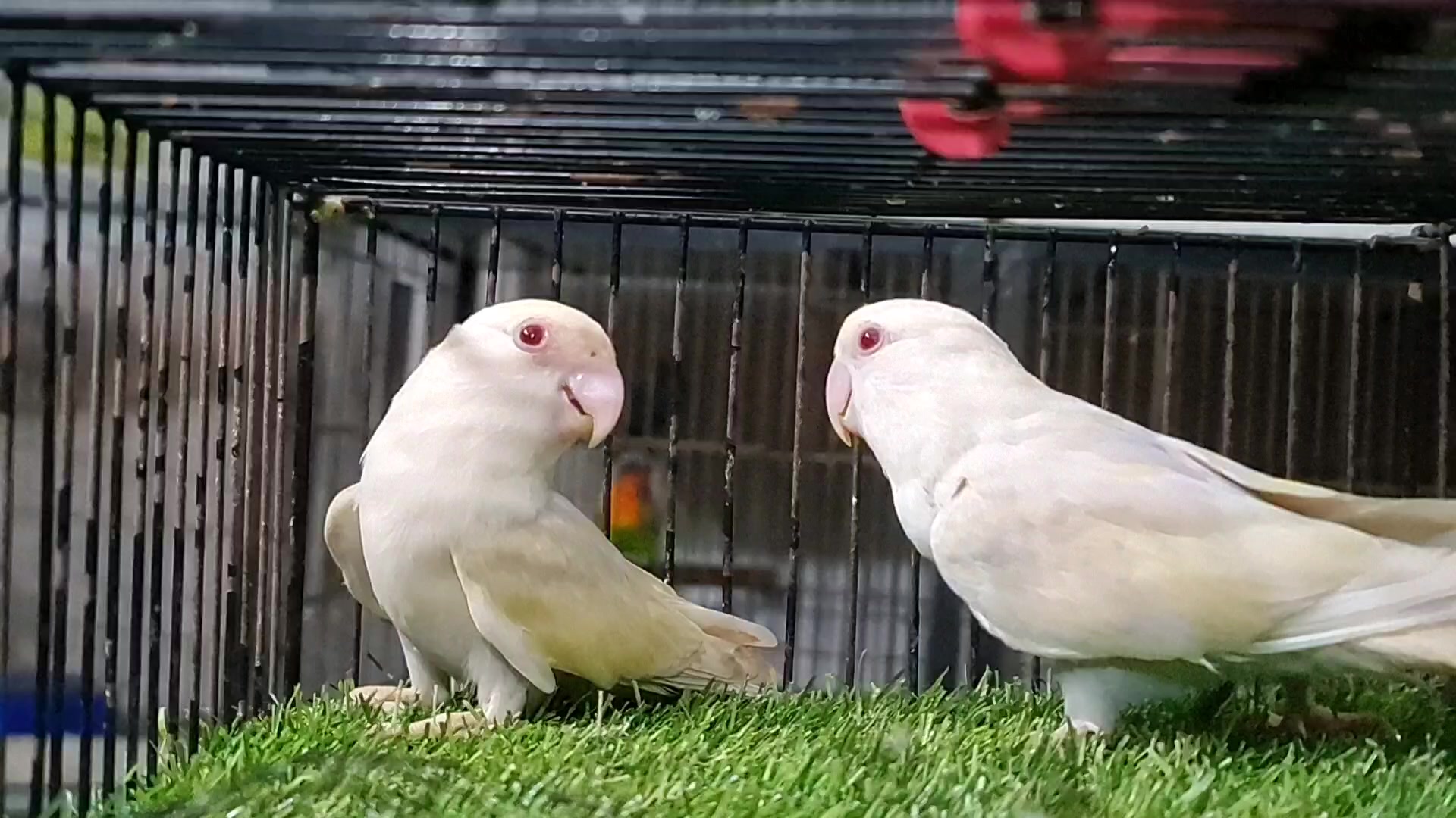 @ROYAL BIRD US