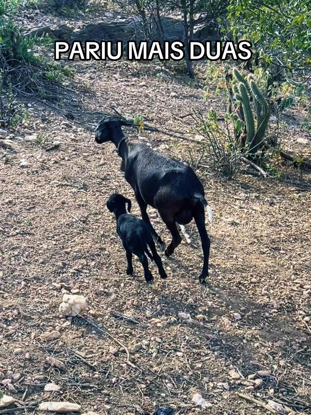 @REBANHO LM