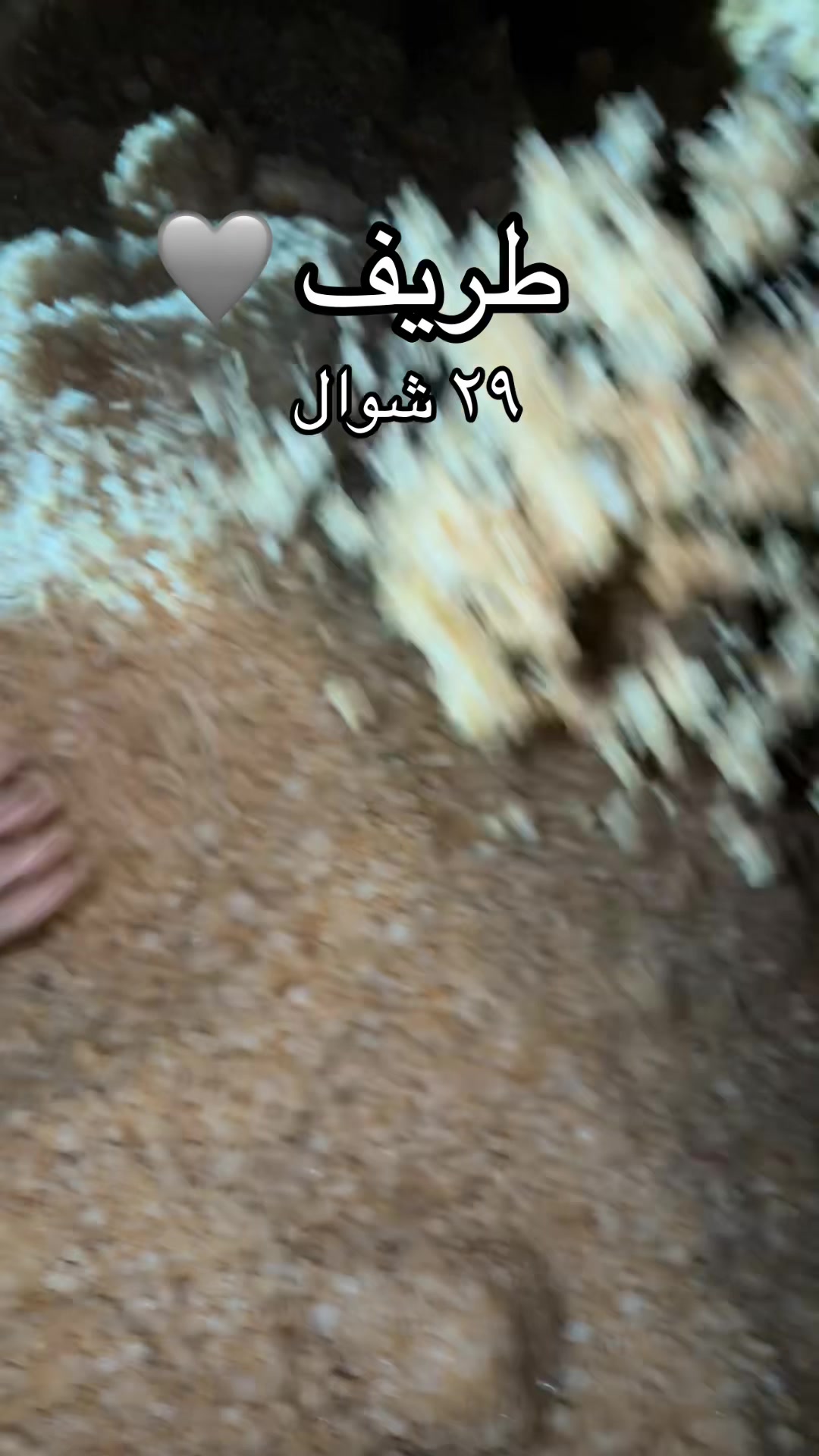 @أحمد الخطيب | 🩶