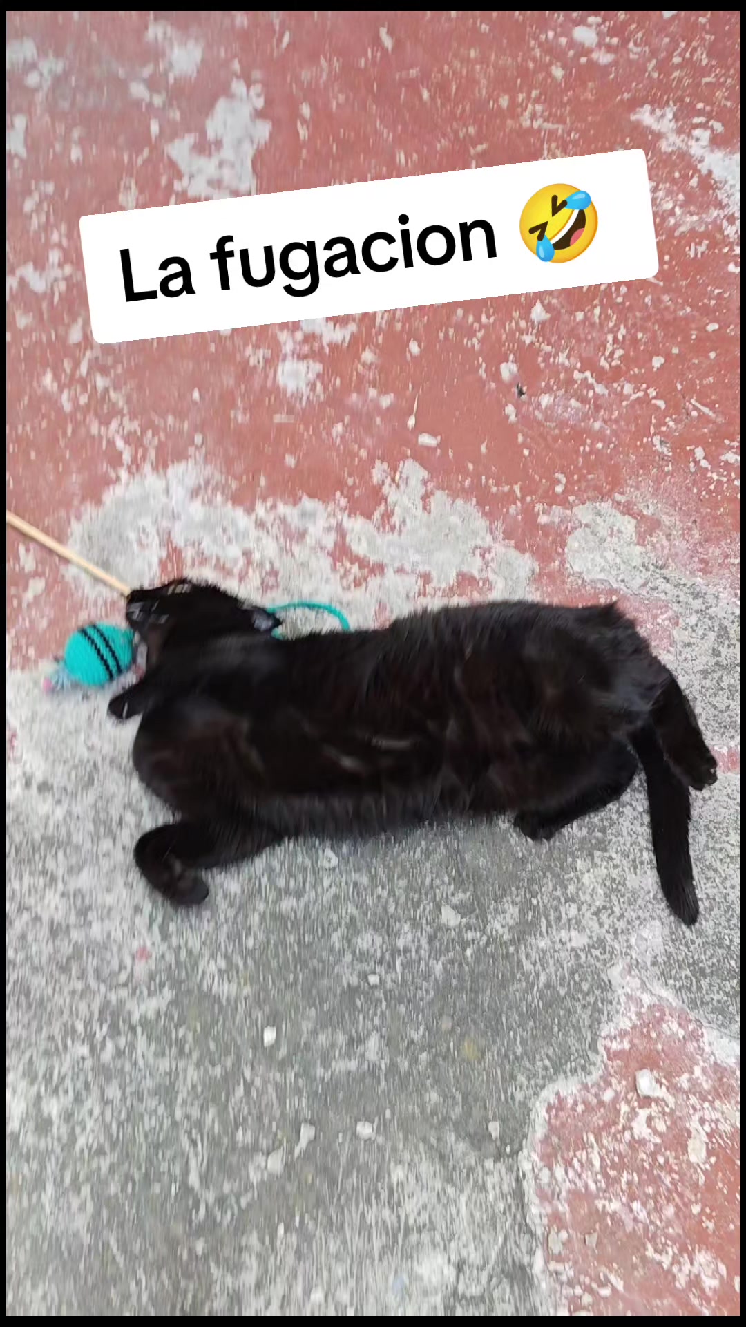 @Michi Cats