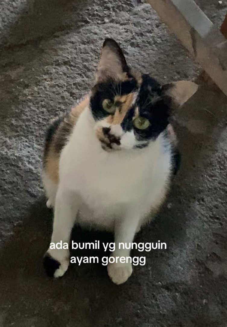@🦫