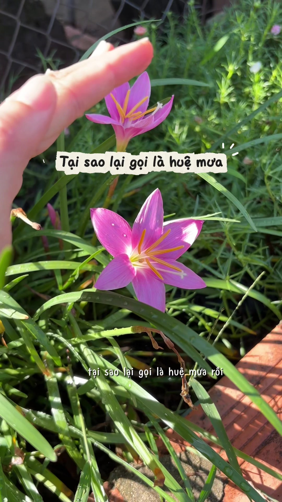 @ThaoJi