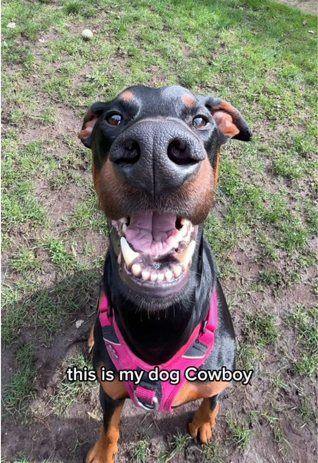 @Cowboy
