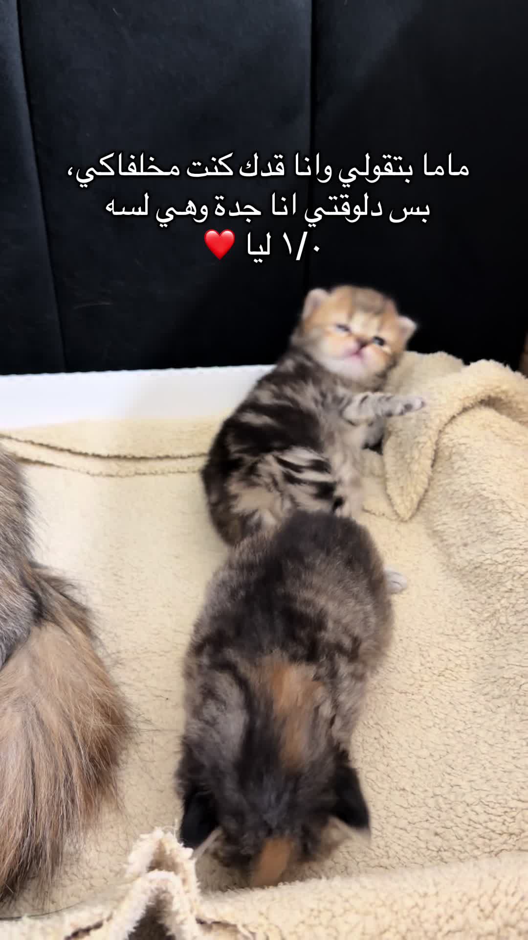 @Toka Shahien
