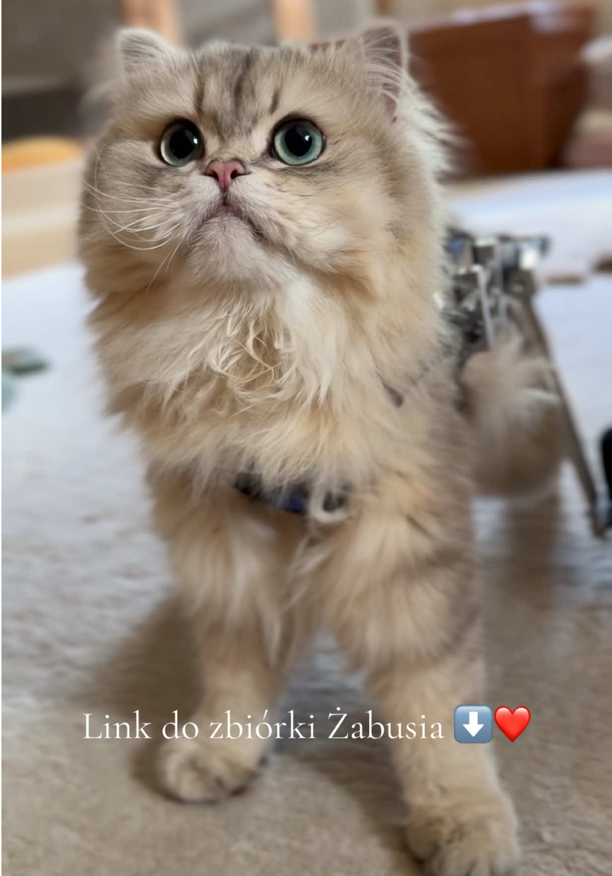 @Żabuś i Mimilu