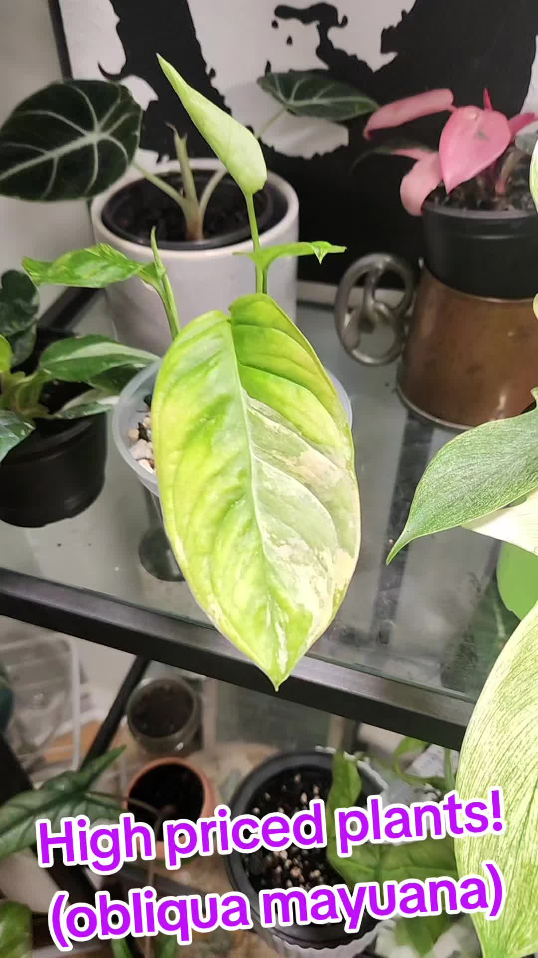 @Plants&Parks