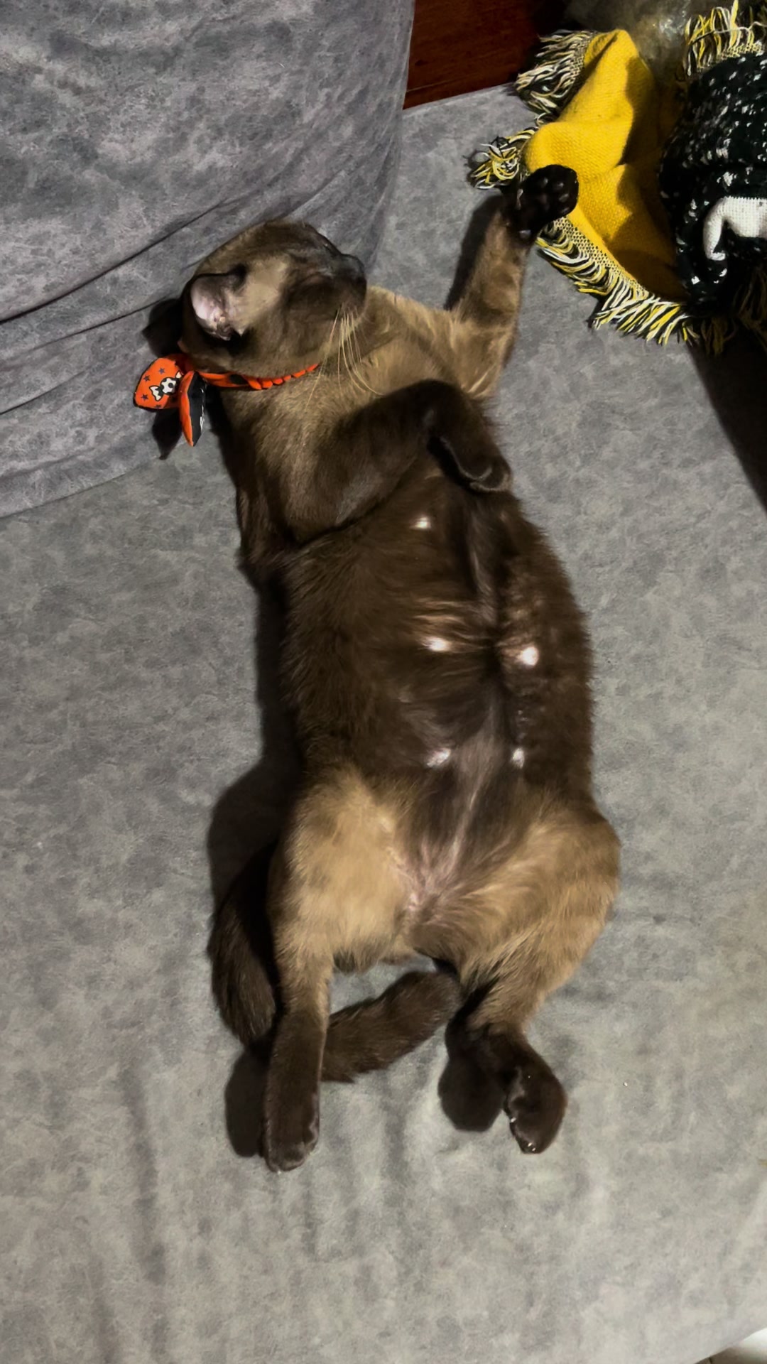 @White.black.orange.cats
