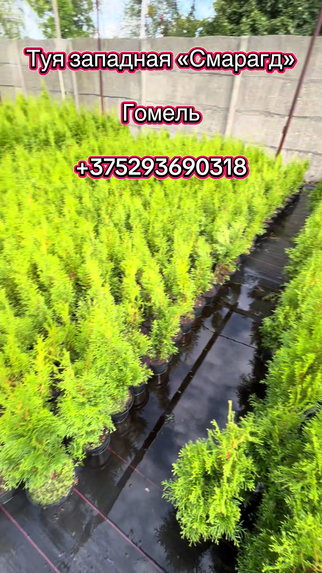 @lavender_garden_gomel