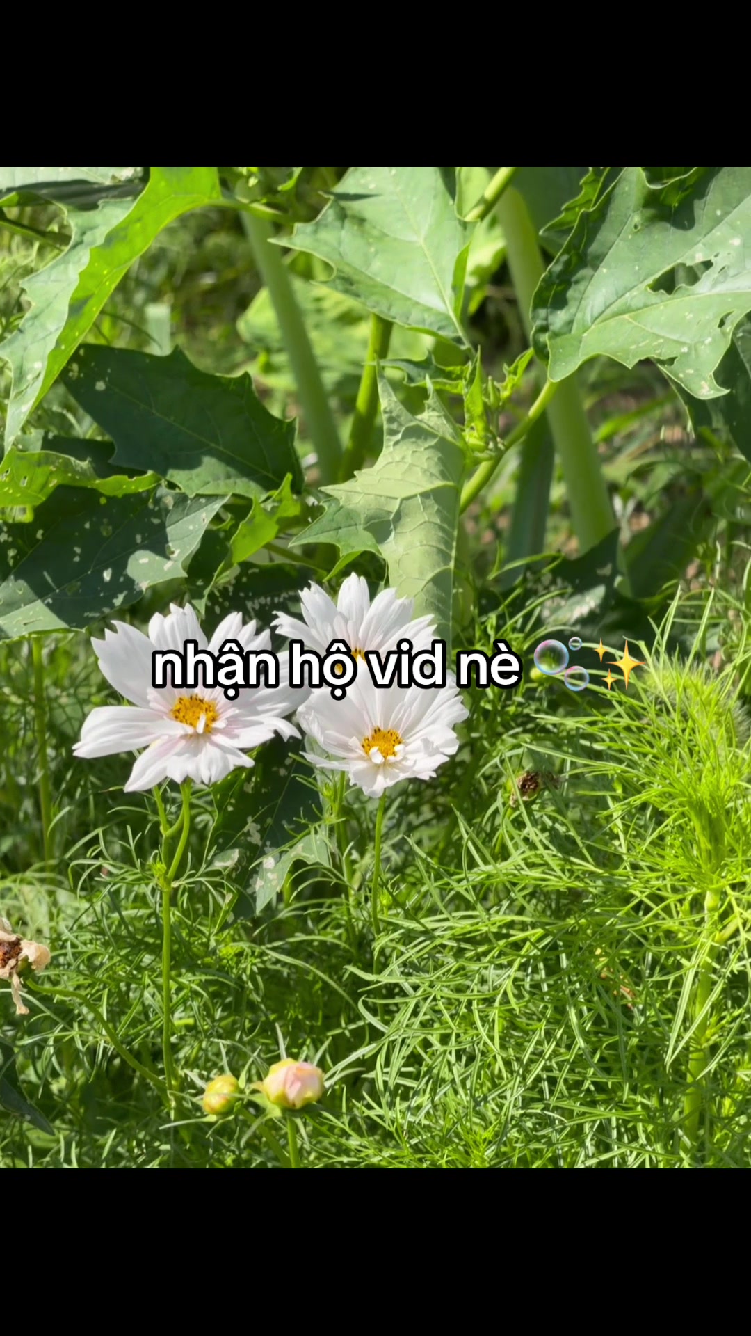 @mimi