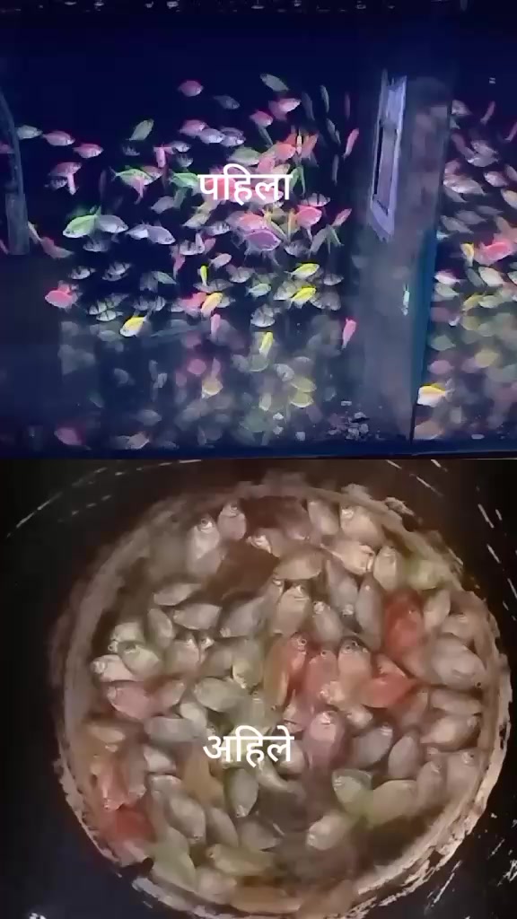 @hamro aquarium