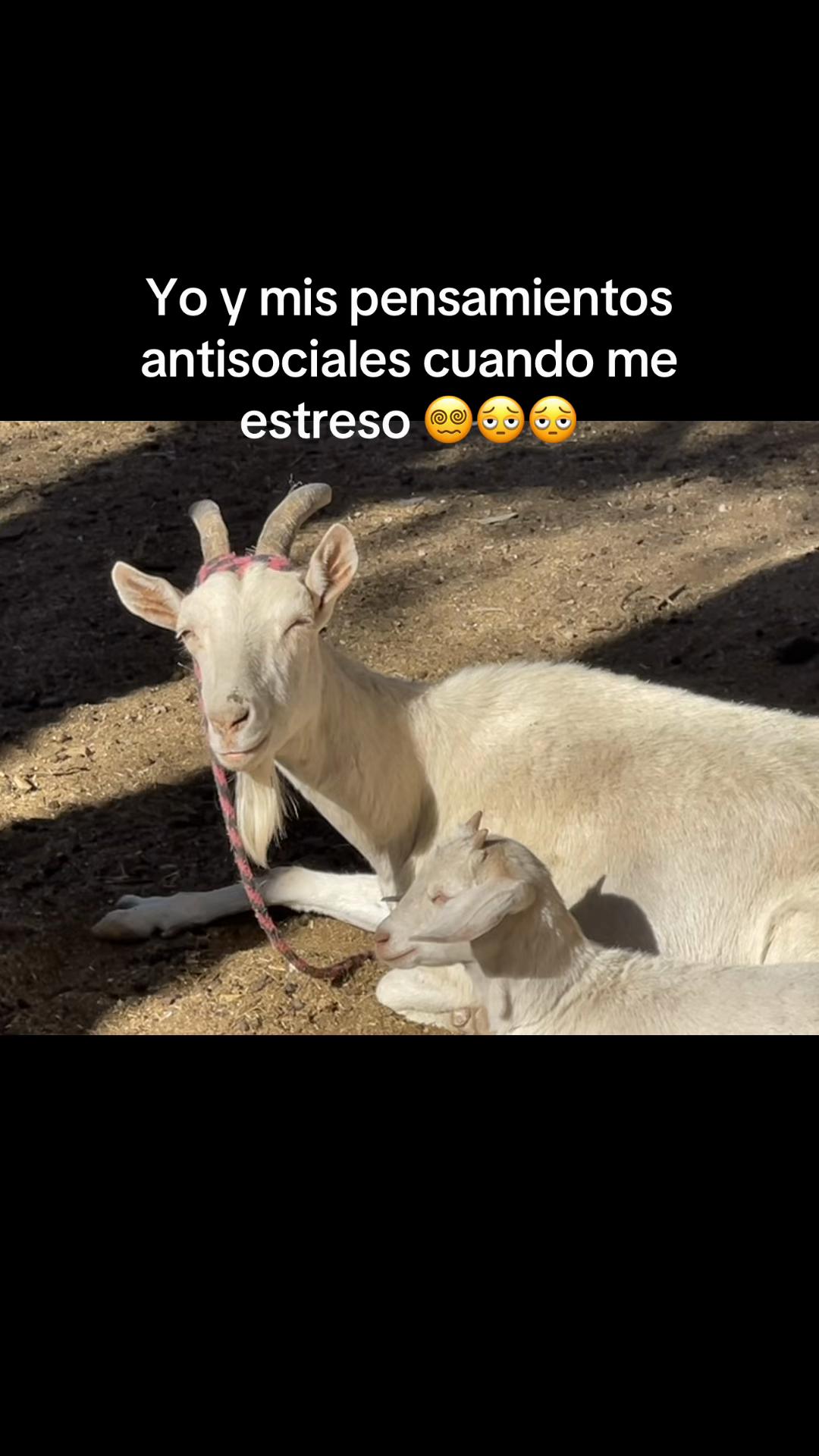 @Dog’s life 🐕