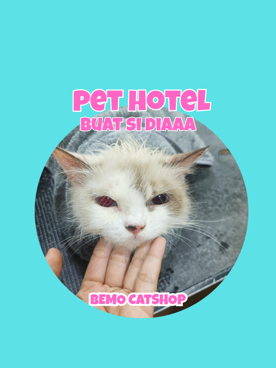 @Bemo Catshop