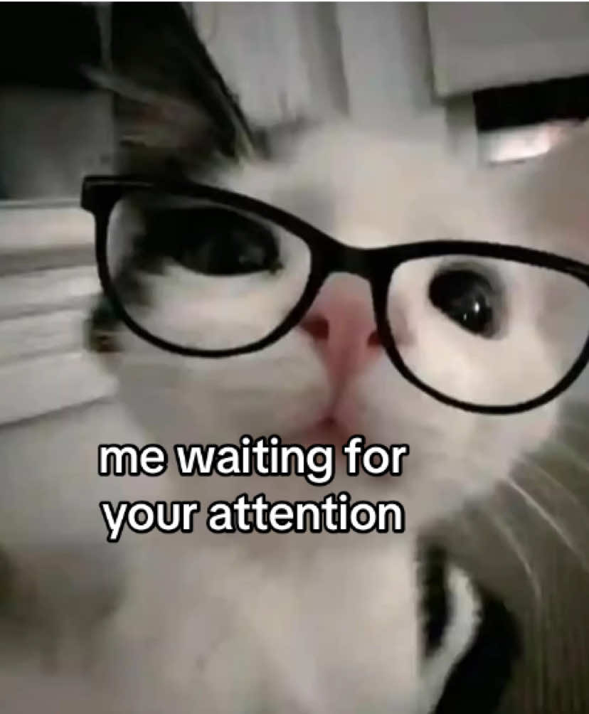 @the meow archive