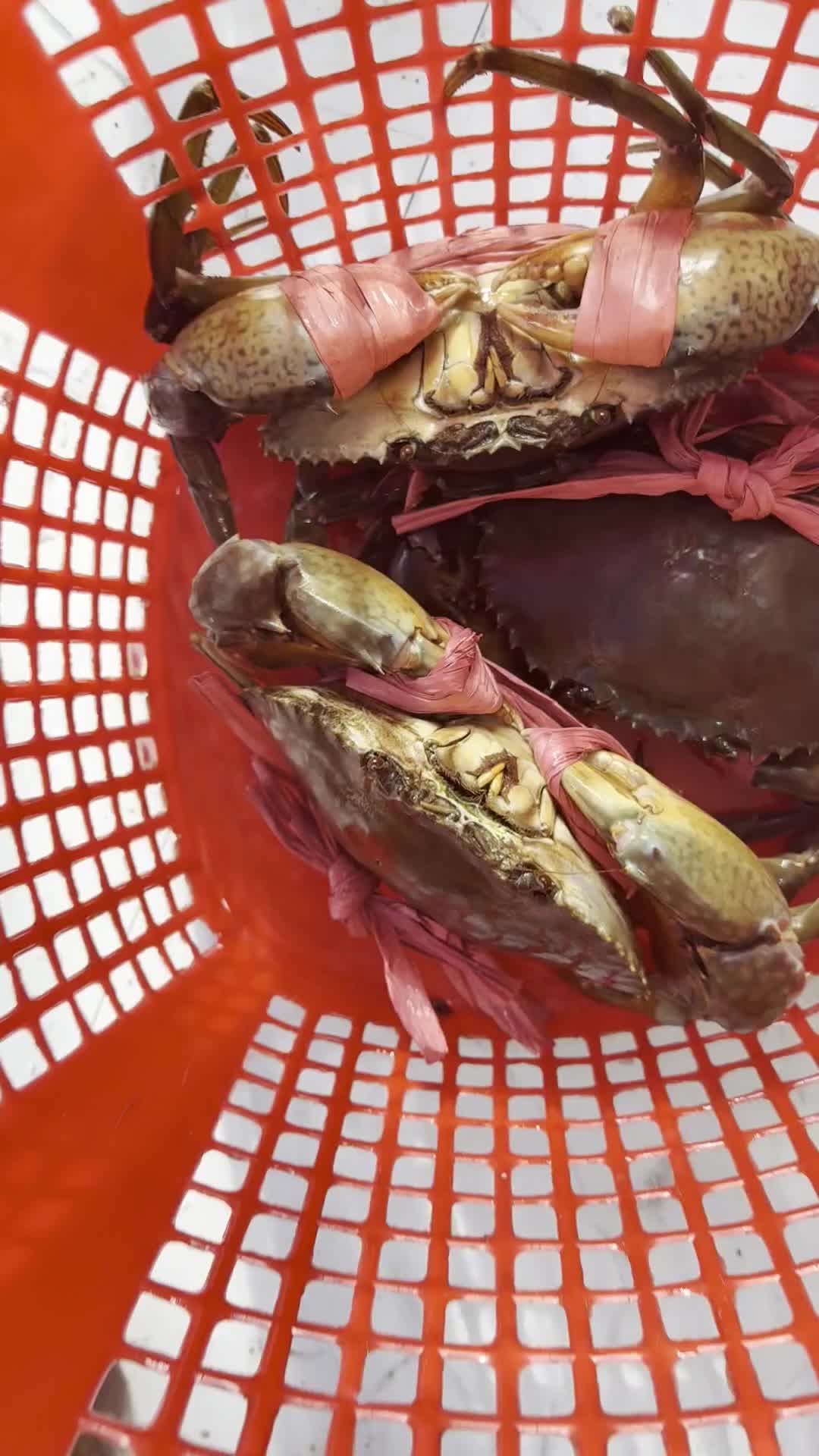@Mai Điệp,tôm,cua,mực,cà mau.