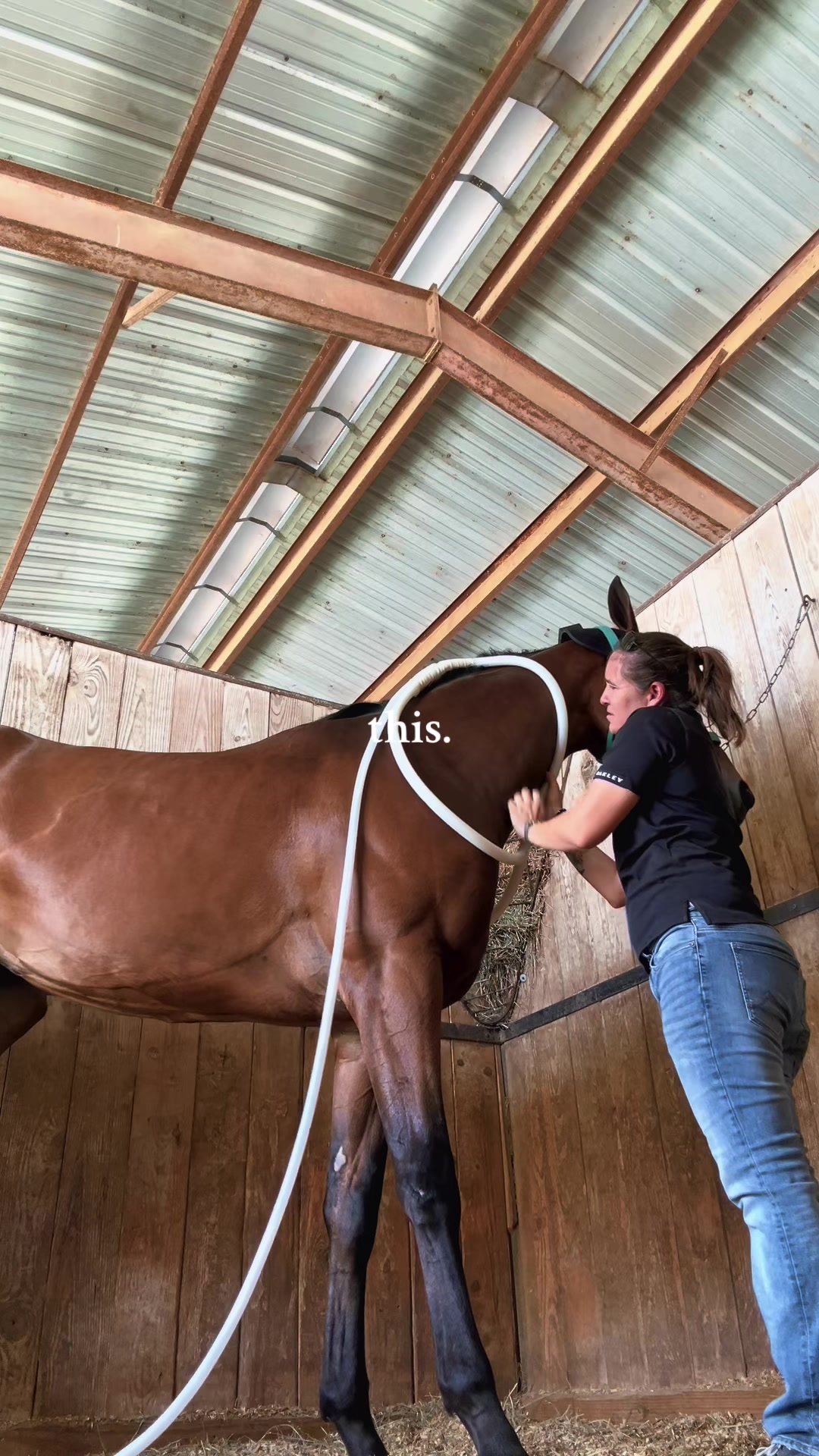 @JM Performance Horses