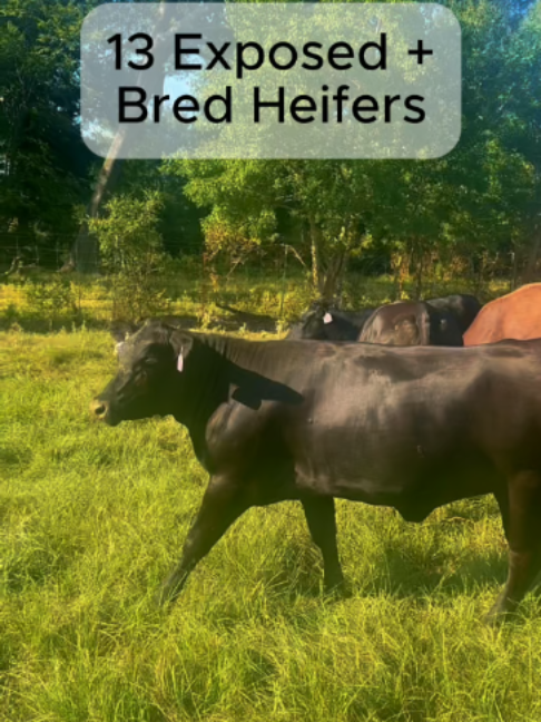 @Rutherford Land and Cattle