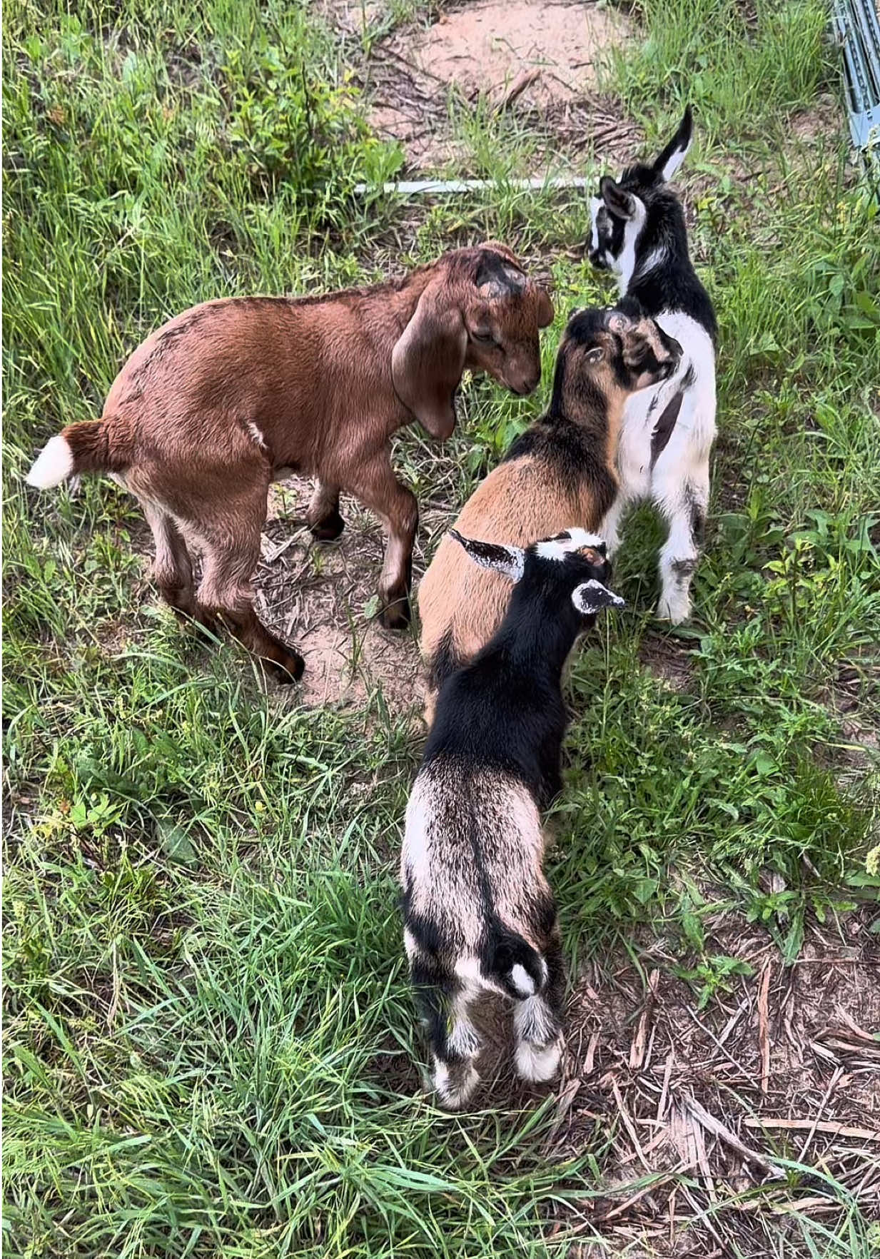 @Heart & Hoof Homestead