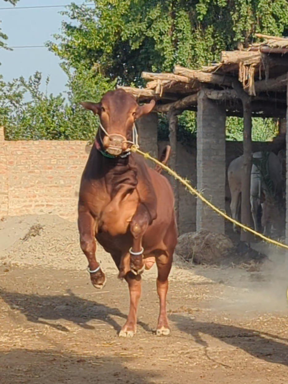 @Larkana Cattle Farm