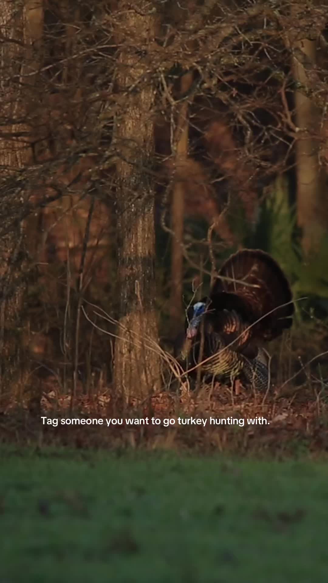 @Moultrie