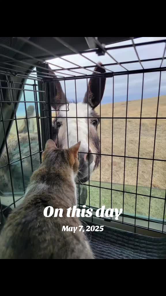 @Flint_❌ARRR Rescue Ranch