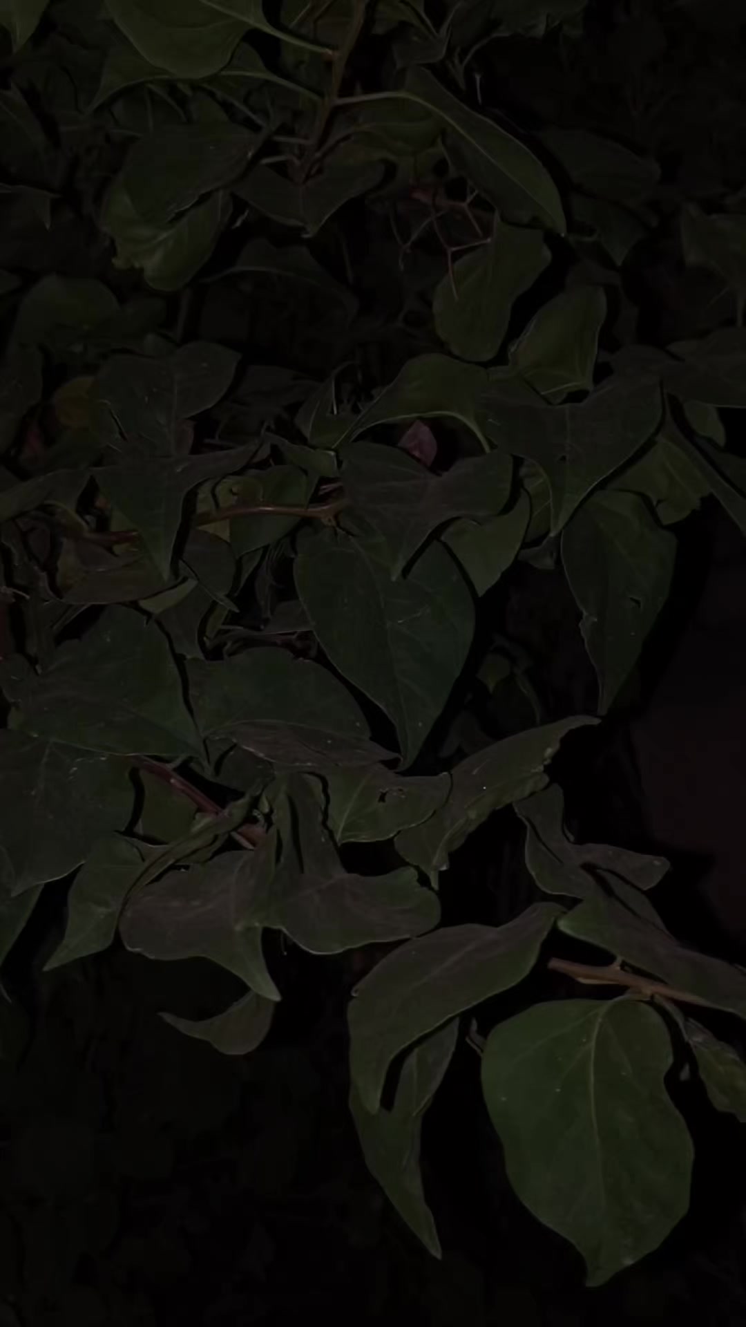 @𝑬 𝑴 𝑨 𝑵 ♥️