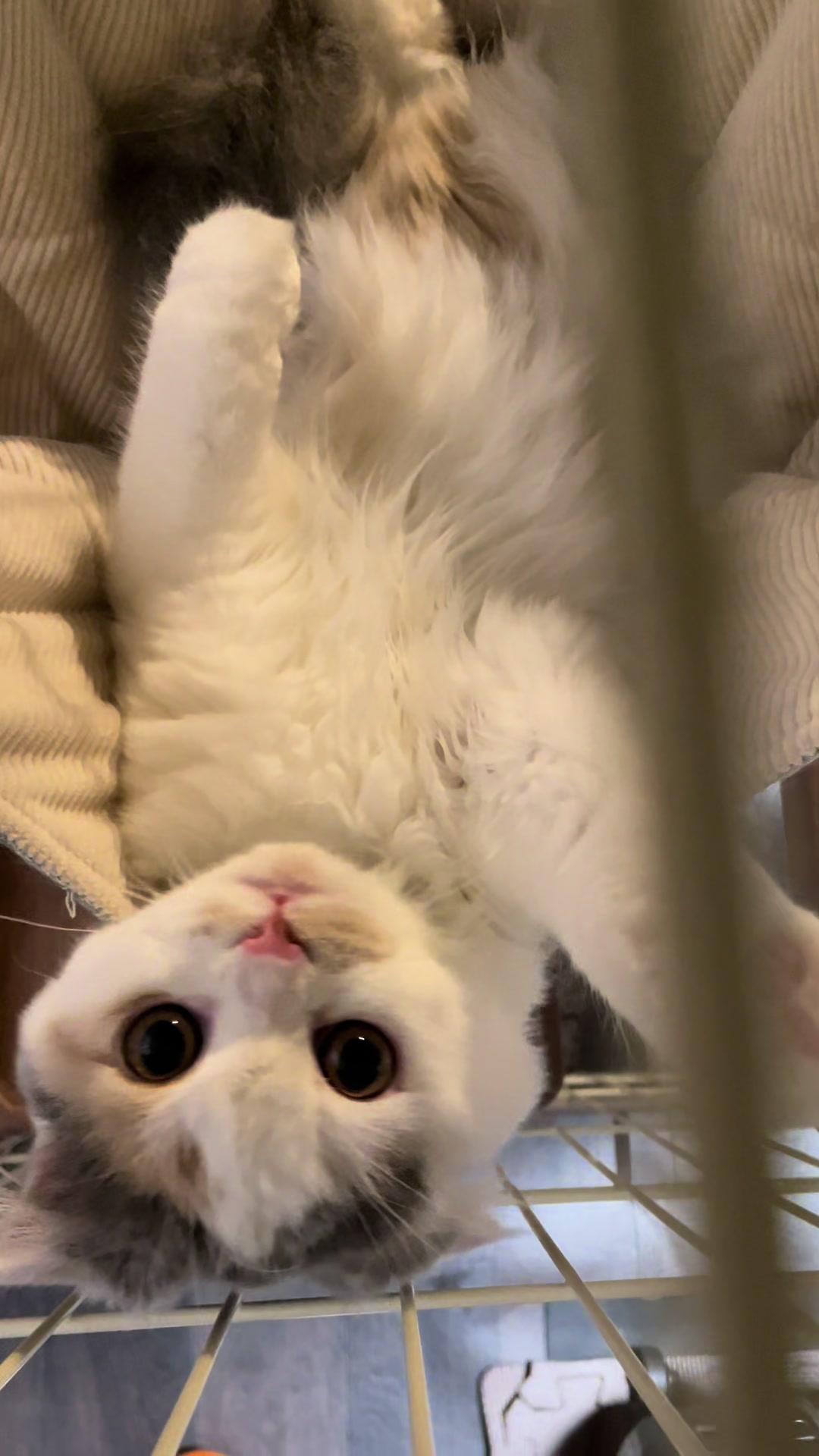 @むぎころ