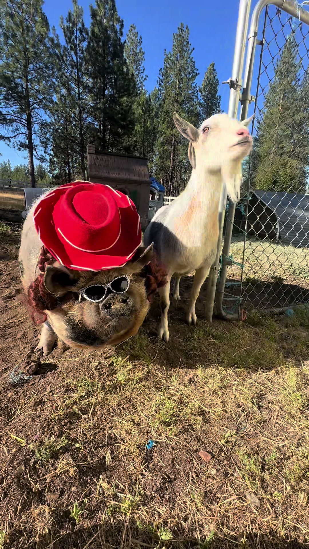 @thewinstonthepig