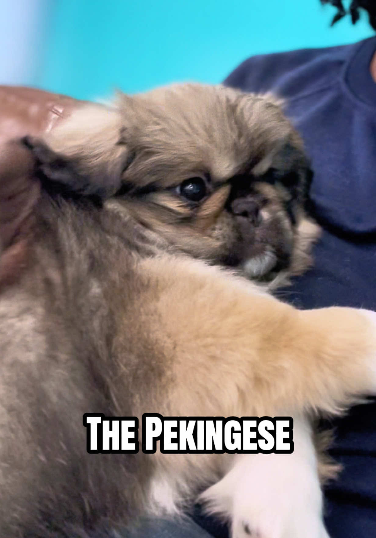 @Petland Oklahoma City
