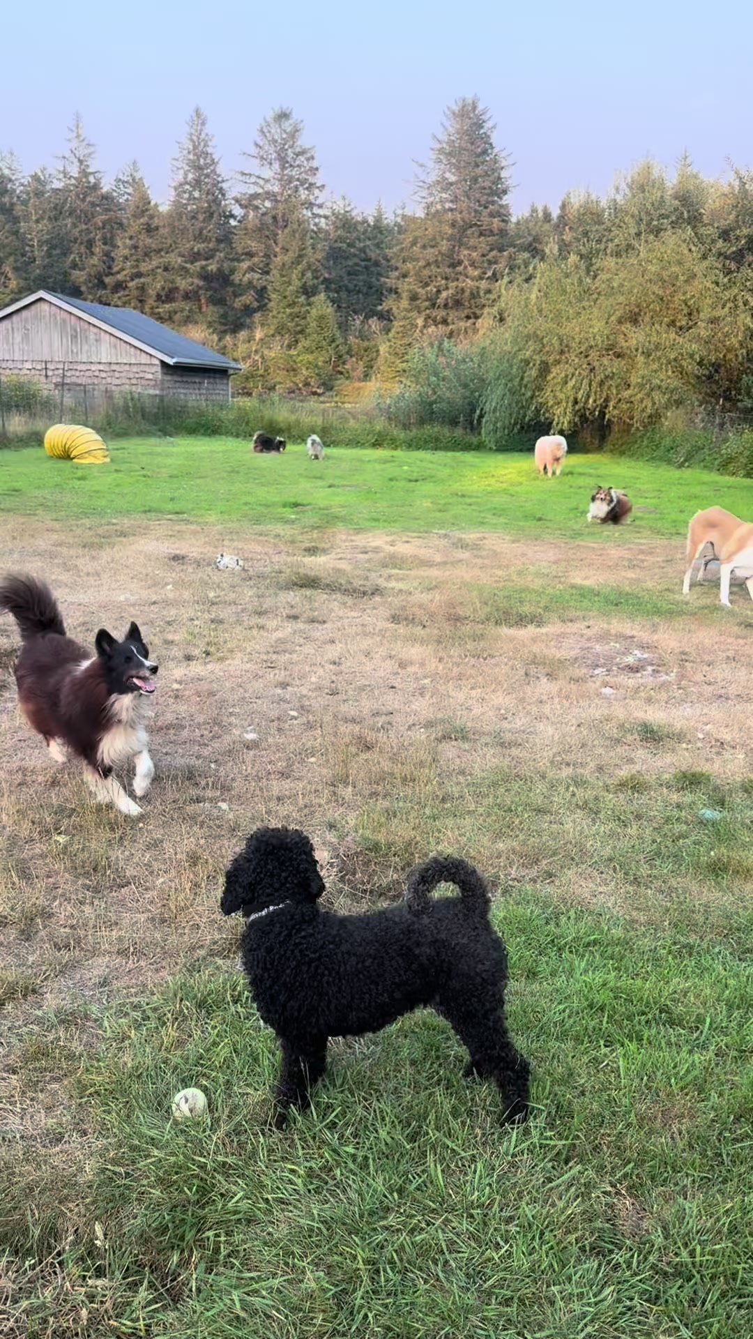 @Heather Discovery Canine Adv.
