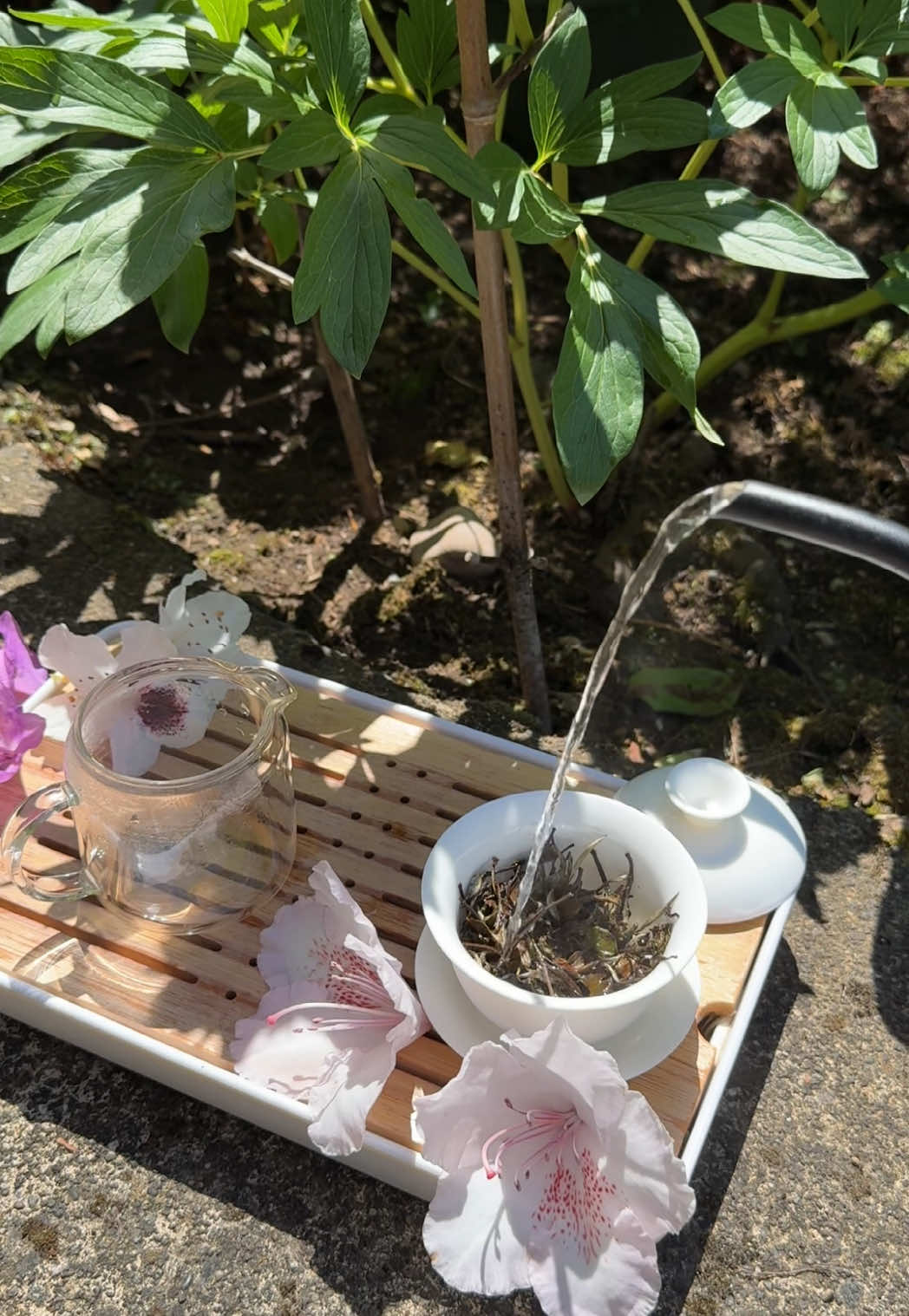 @City & Country Fine Tea Corp.