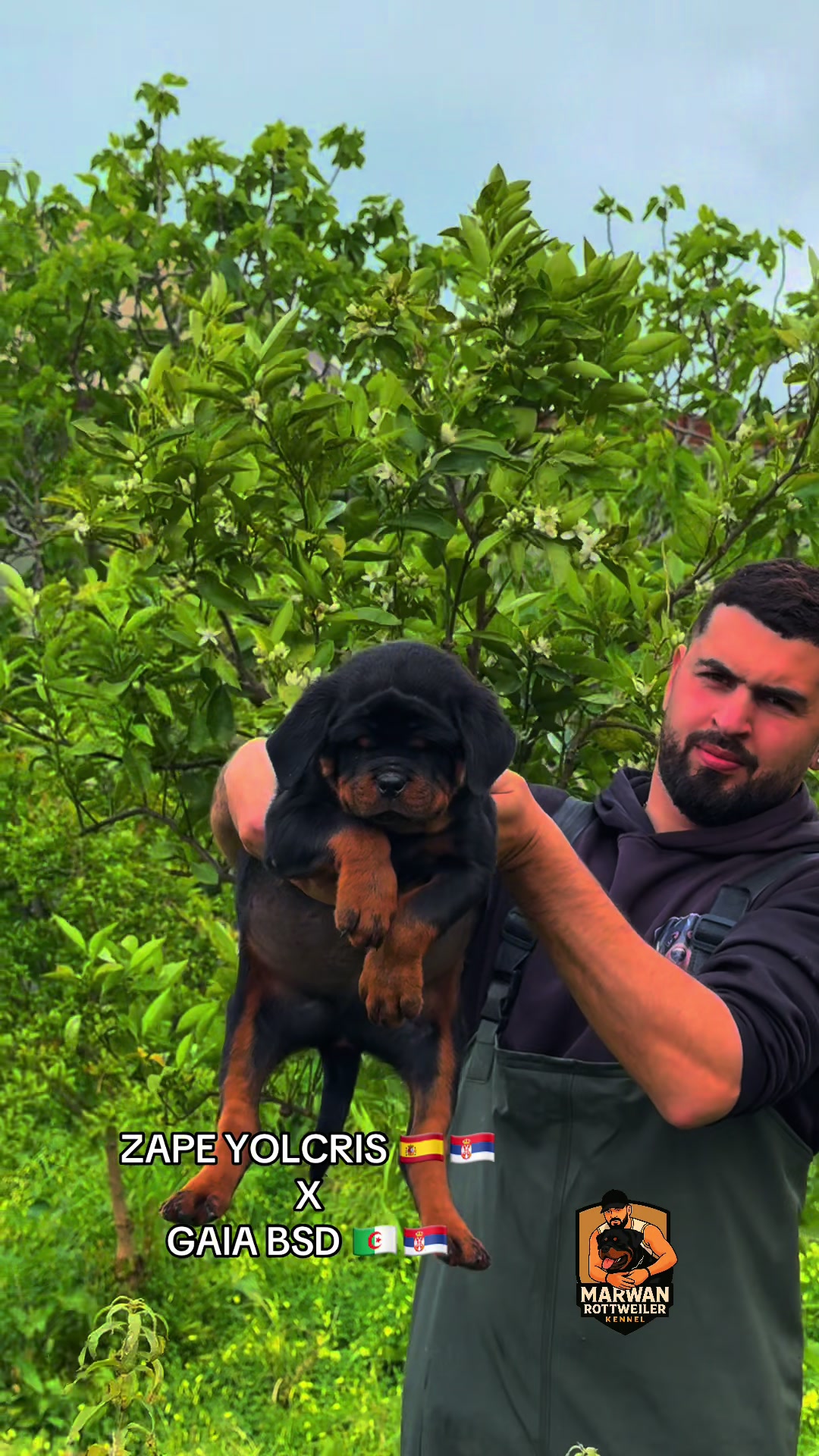 @Marwan Rottweiler-ke
